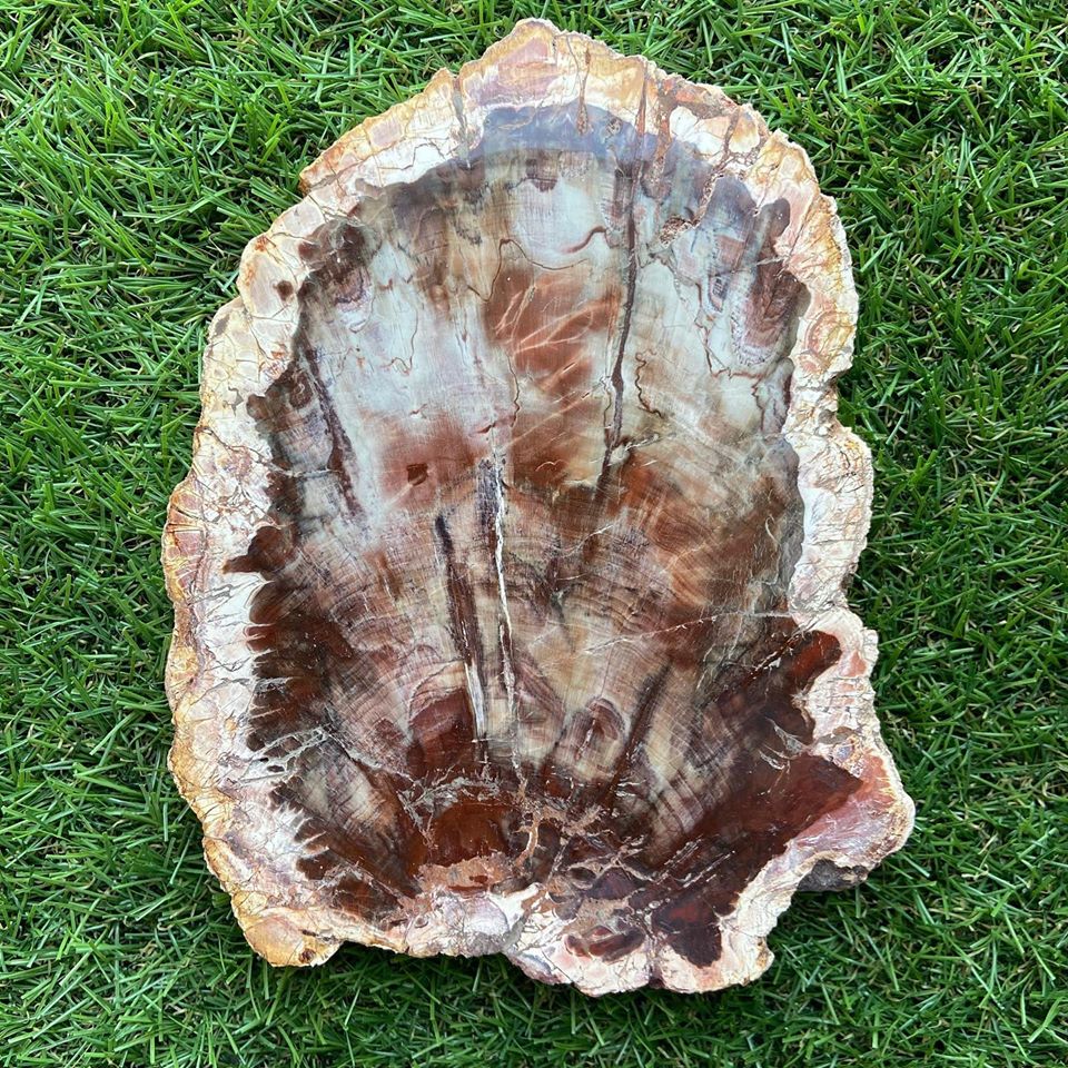 Petrified Wood
